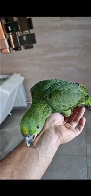 Na prodaju amazonac zutovrati (yellow naped)