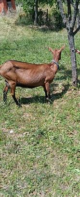 Alpinka koza prodaja
