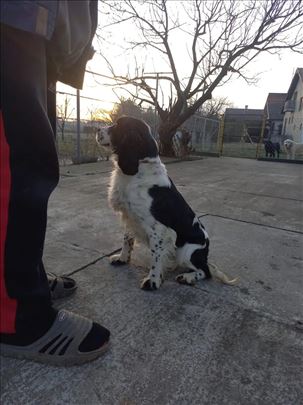 Engleski špringer španijel, štene