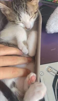 Nala, mazna maca stara 4 meseca