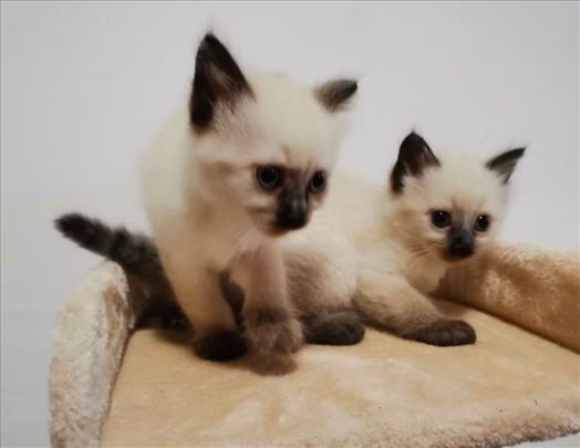 Ragdoll , mače