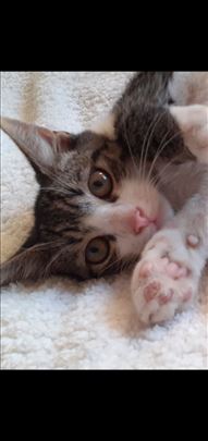 Malo mače Tomica trazi dom