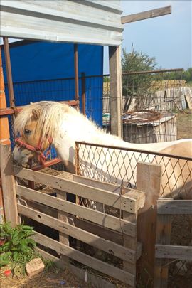 Poni pastuv