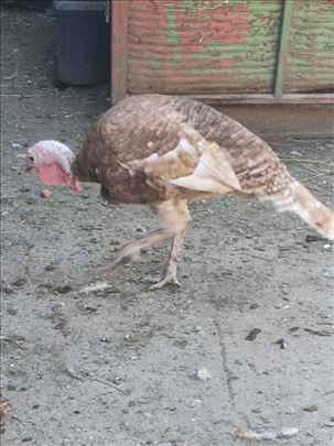 Kalifornijske crvene ćurke The Bourbon Red Turkey