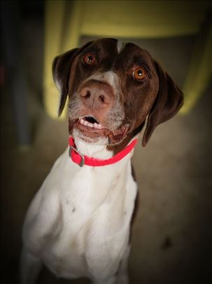 Mešanac nemačkog kratkodlakog ptičara traži dom 