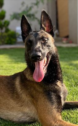 Mlad mužjak - osnovna obuka i socijalizacija