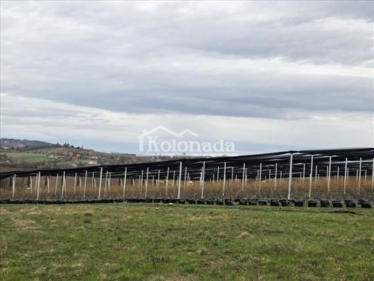 Plantaža borovnica u Sopotu ID#5125
