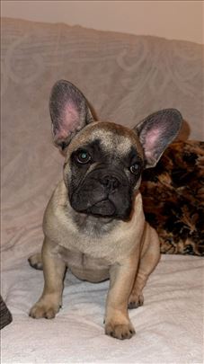 Francuski buldog, štenci