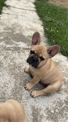 Francuski buldog, štenci