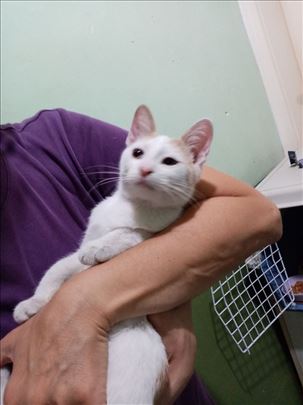 Poklanja se mlad,umiljat,pitom,beo mačak