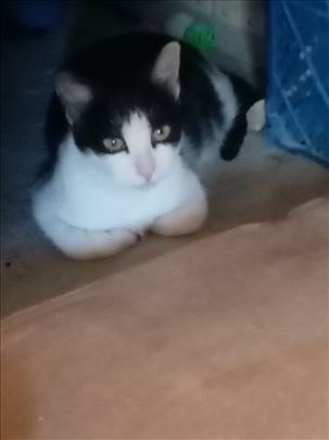 Poklanja se mlada,umiljata,pitoma,lepa maca