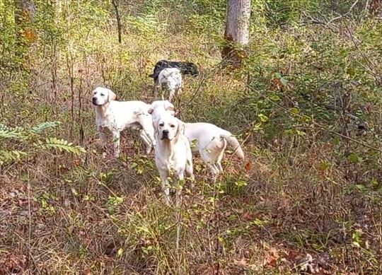 Labrador Tartufarski psi