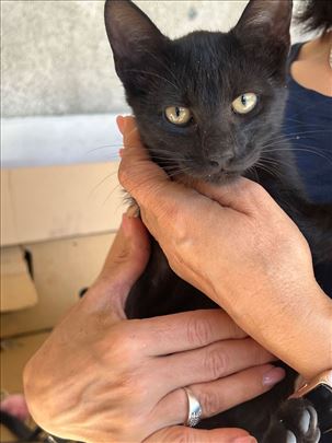 Nina hitno traži stalni dom 