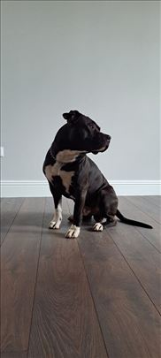 Američki stafordski terijer, mlad pas