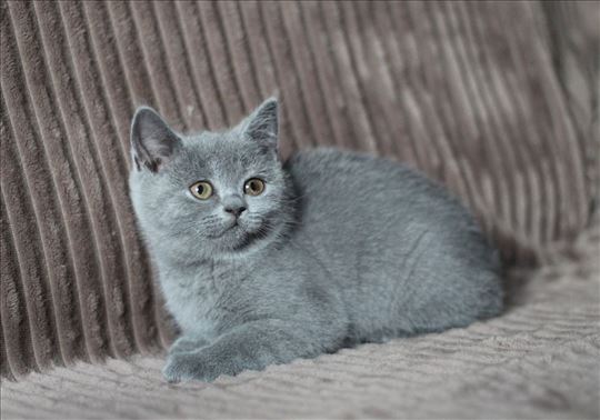 Britanska kratkodlaka, mače