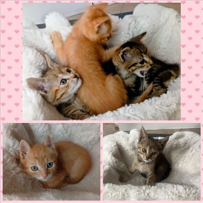 Lavic, Cupka i Marko