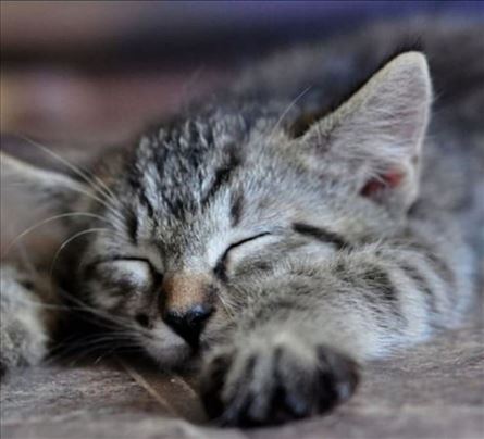 Tesko cete naci umiljatije mace od Darije