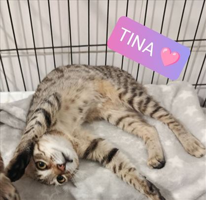 Tina, preumiljato mače od 3 meseca trazi dom
