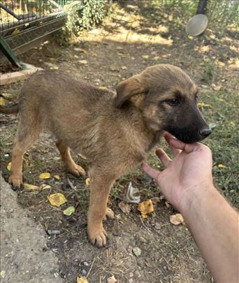 Mešanac sarplaninac malinoa 