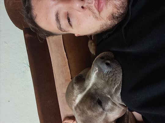 Pit bul terijer, mlad pas