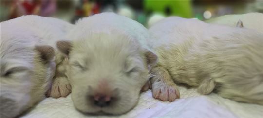 Samojed