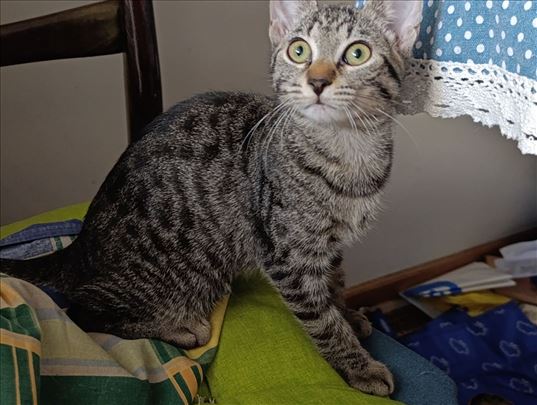 Spašena Beba mače iz Beograda 