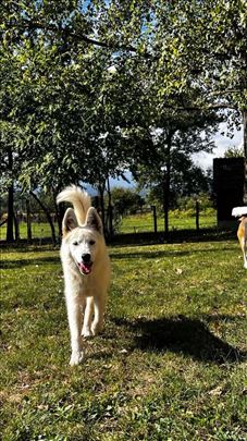 Beli švajcarski ovčar, mlad pas