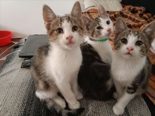 Malisani traze dom - Hitno