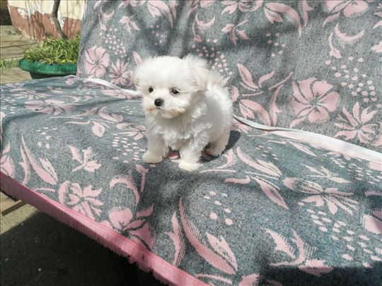 Maltezer Top MINI