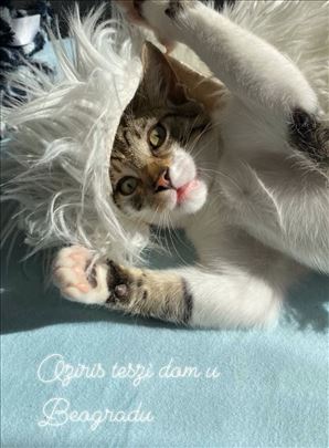 Umiljatije i opustenije mace od Ozija necete naci