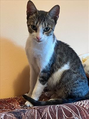 Brat i sestra maċići iz Beograda 