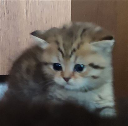 Britanska kratkodlaka, mače