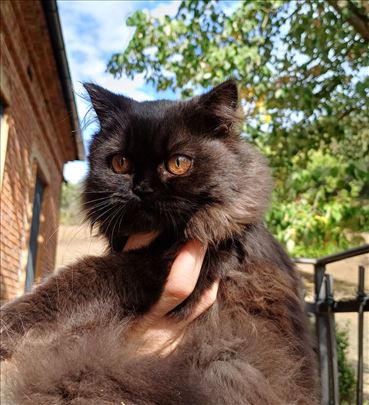 Britanska kratkodlaka, mlada mačka