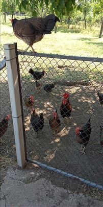 Kokoske jarebicaste italijanke