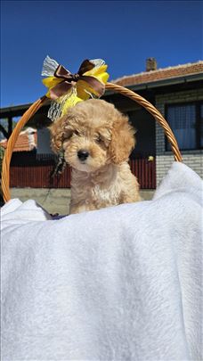 Mini pudle 