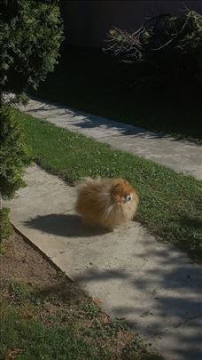 Pomeranski špic , odrastao pas