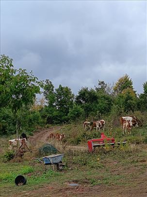 Prodajem krave, junice i telad