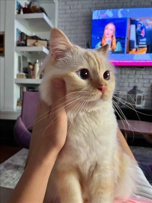 Ragdoll, mlada mačka