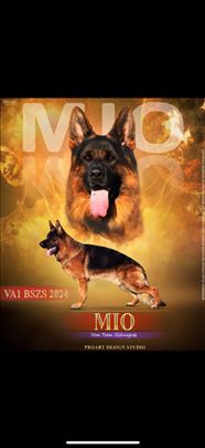 Vrhunski stenci Nemackog Ovcara otac MiO