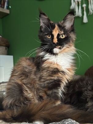 Maine Coon, žensko mače