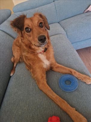 Mešanac, mlad pas izuzetne lepote kao srna