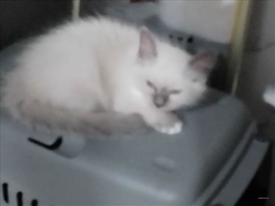 Ragdoll , mače prodato