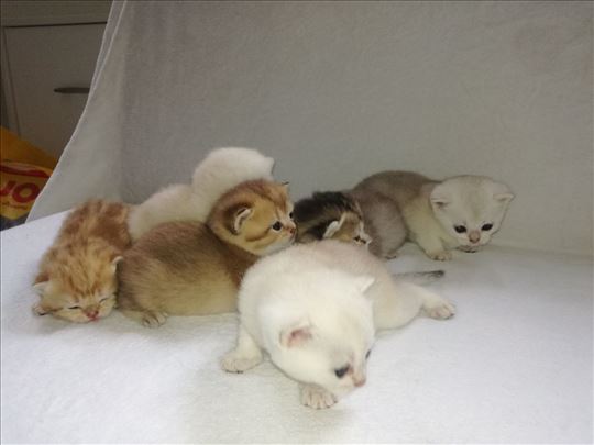 Britanska kratkodlaka, mače