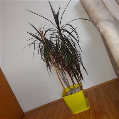 dracena marginata