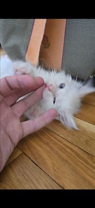 Maine Coon, mače - Mica