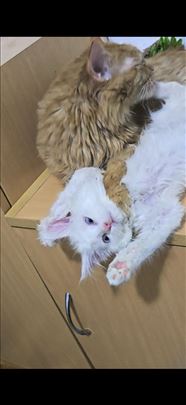 Maine Coon, mače - Mica