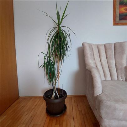 velika dracena