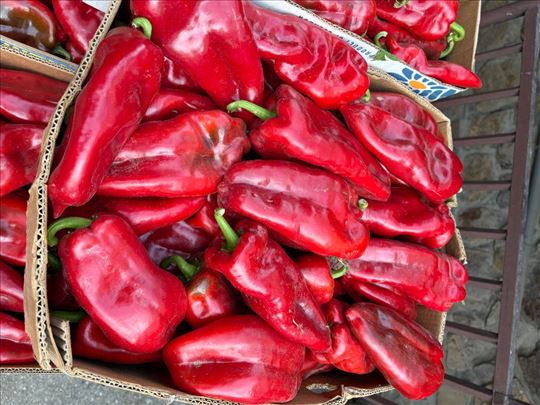 Crvena paprika