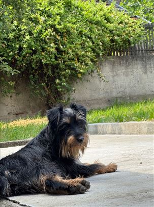 Cuvanje pasa i drugih kucnih ljubimaca 