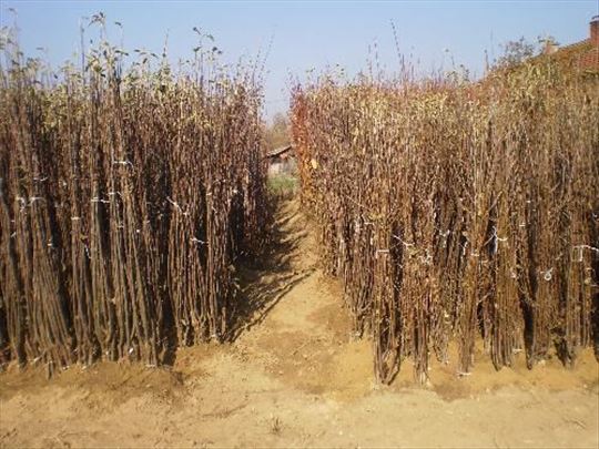 Rasadnik Nastic Saše  prodaja voćnih sadnica 